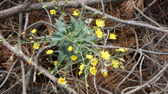 Hieracium amplexicaule
