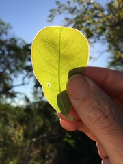 Terminalia porphyrocarpa