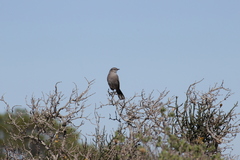 Cercotrichas coryphoeus cinerea