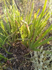 Aloe verecunda