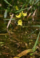 Utricularia aurea