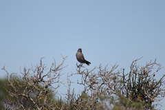 Cercotrichas coryphoeus cinerea
