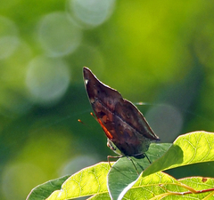 Doleschallia bisaltide australis