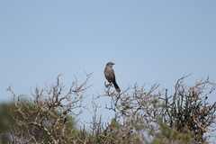 Cercotrichas coryphoeus cinerea