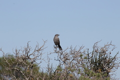 Cercotrichas coryphoeus cinerea