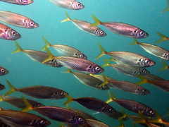 Trachurus novaezelandiae