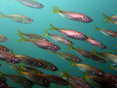 Trachurus novaezelandiae