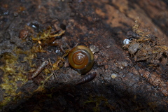 Morlina glabra