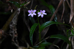 Epidendrum fimbriatum