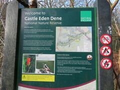 Conocephalum conicum