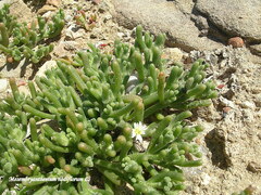 Mesembryanthemum nodiflorum