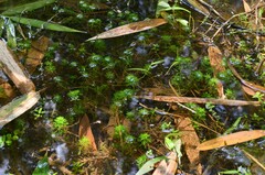 Limnophila