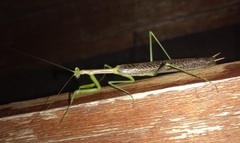 Coptopteryx gayi