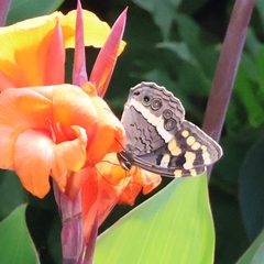 Aeropetes tulbaghia