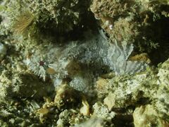Batrachomoeus trispinosus