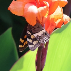 Aeropetes tulbaghia