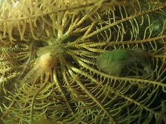 Synalpheus stimpsonii