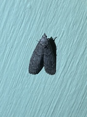 Heteromicta pachytera