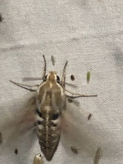 Hyles livornicoides