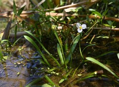 Sagittaria pygmaea