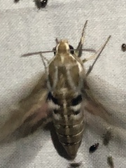 Hyles livornicoides