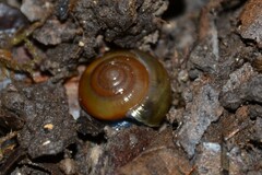 Morlina glabra