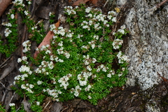 Asperula