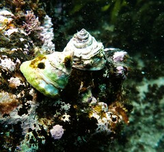 Astralium tentoriiforme