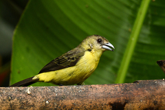 Ramphocelus flammigerus icteronotus