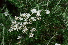Ozothamnus