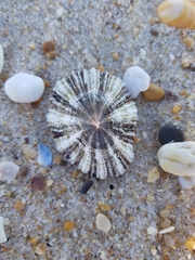 Patella ulyssiponensis