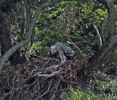 Stephanoaetus coronatus