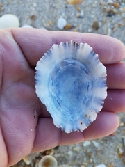 Patella ulyssiponensis