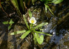 Sagittaria guayanensis lappula