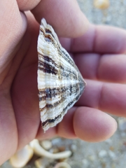 Patella ulyssiponensis