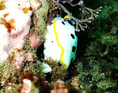 Goniobranchus splendidus