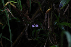 Epidendrum fimbriatum