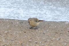 Phoenicurus auroreus