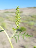 Flatspine Bursage - Photo (c) Alex Abair, some rights reserved (CC BY-NC), uploaded by Alex Abair