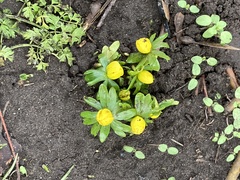 Eranthis hyemalis
