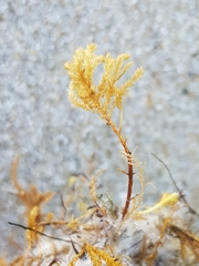 Abietinaria