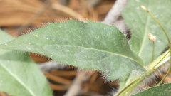 Hieracium amplexicaule
