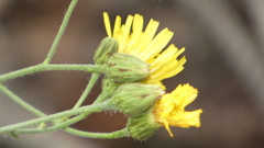 Hieracium amplexicaule