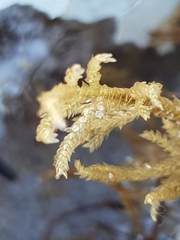 Abietinaria