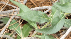 Hieracium amplexicaule