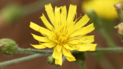 Hieracium amplexicaule