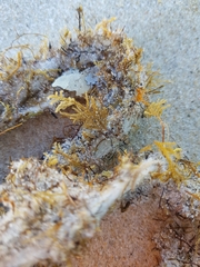 Abietinaria