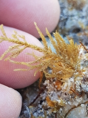 Abietinaria