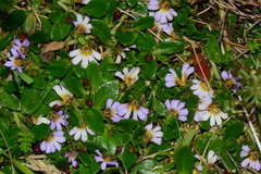 Scaevola hookeri