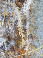Abietinaria